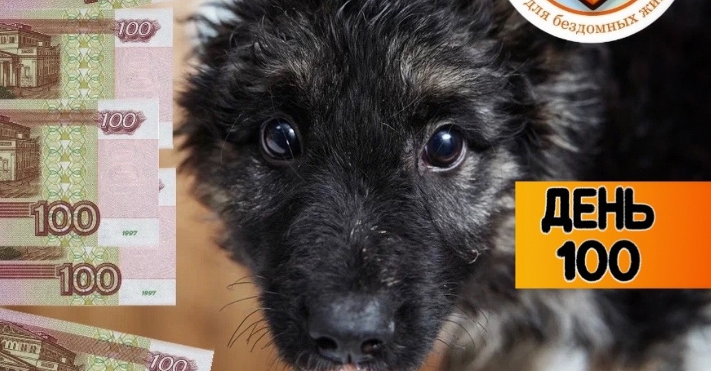 ДЕНЬ 100, помогите просто ПРОКОРМИТЬ 500 собак