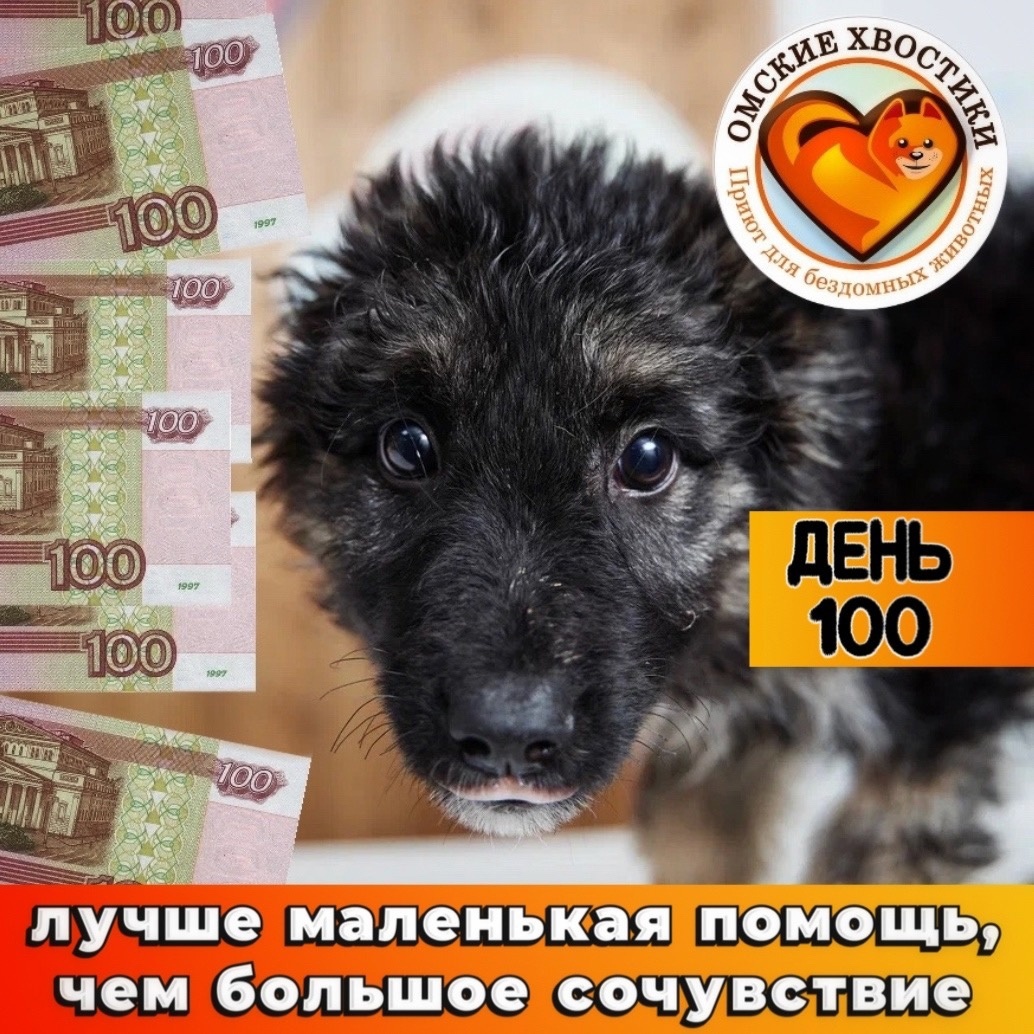 В приюте нечем кормить собак