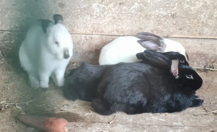    Почему у кролика слезятся глаза