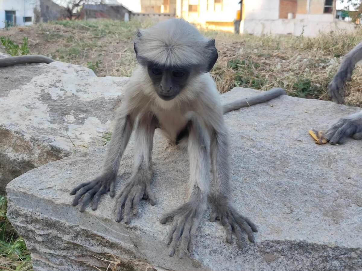 А вот эти с чёрной мордой практически - демоны, хотя тоже очень симпатичные (фото сделано товарищем доктором-кардиологом Антоном Пересада, по моей наводке съездившим в Гоа и посетившим город Хампи