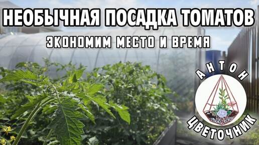 Посадил томаты не как все: сэкономил место на грядке и время на уход