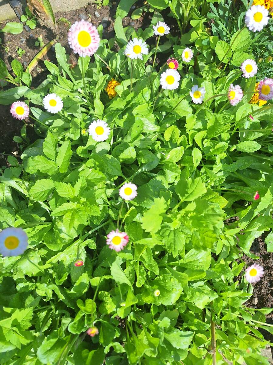 те самые маргаритки, которые скоро будут у нас :)