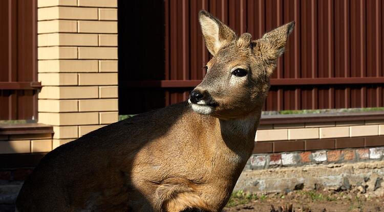 Косулёнок Гриша Фото: Елена Журавлёва
