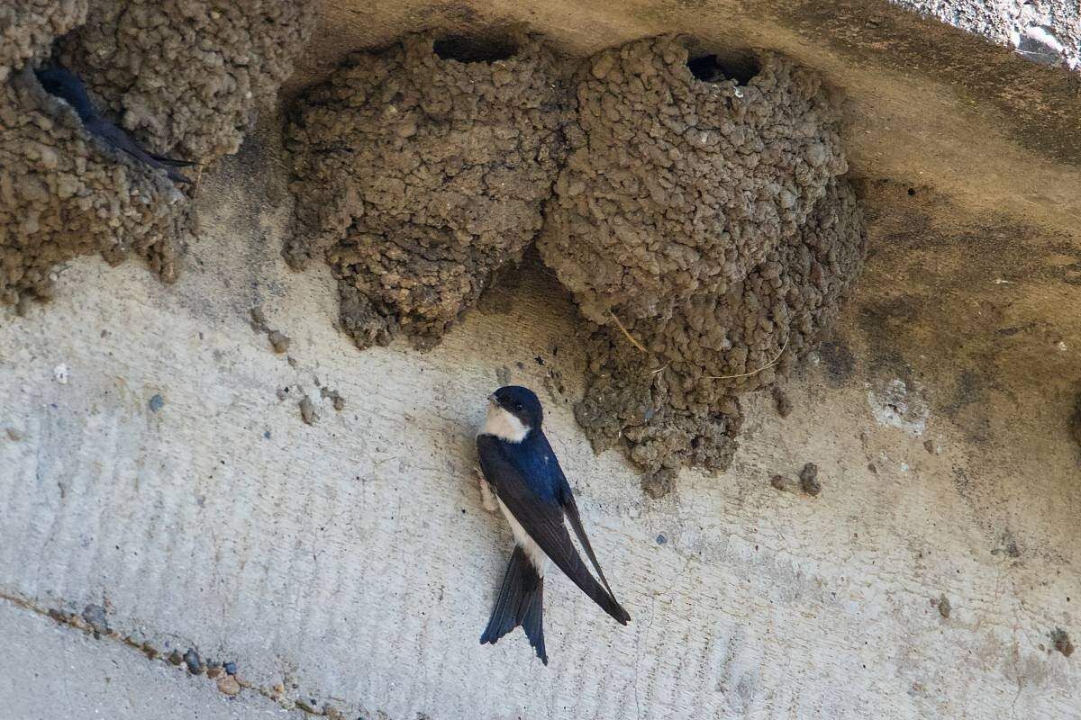 Гнезда ласточек