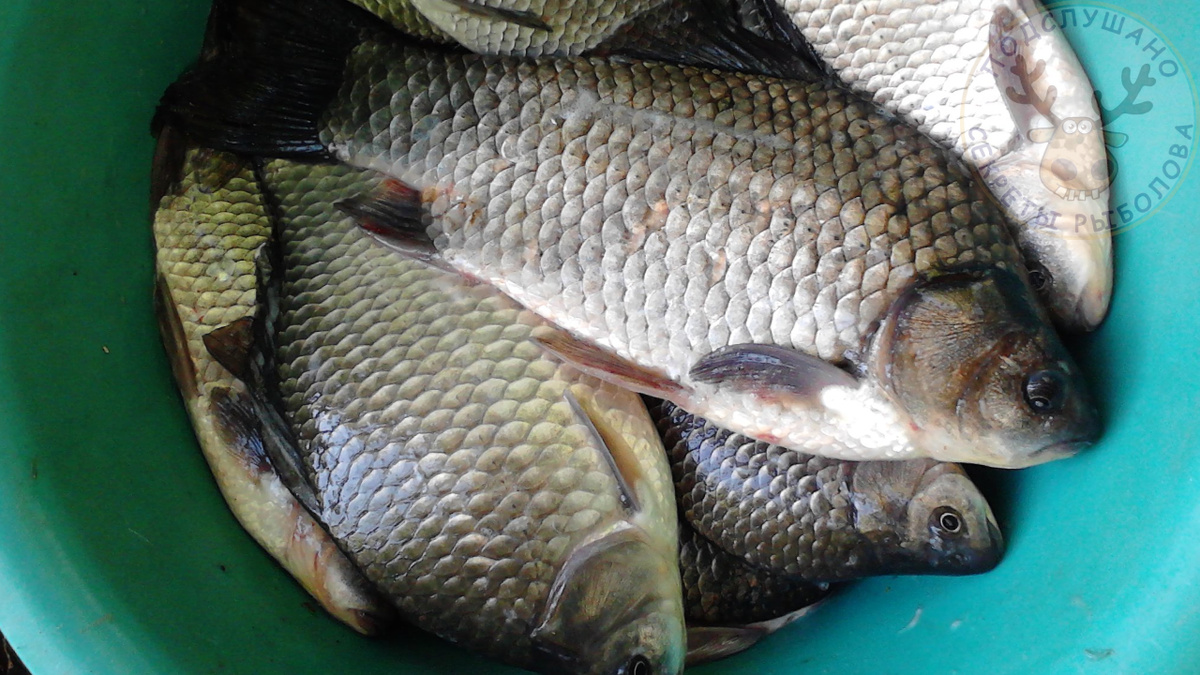 Караси на засолочку