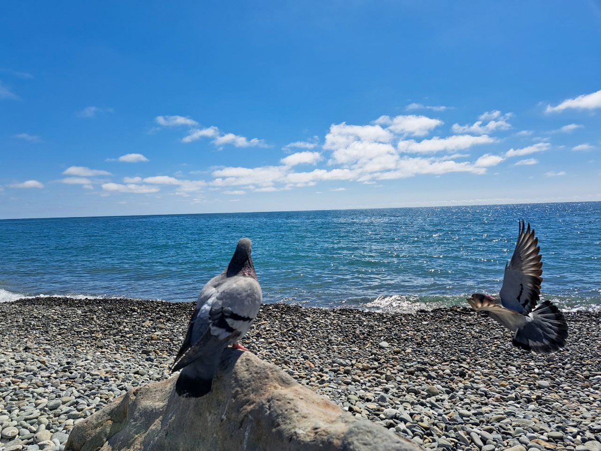 На пляжах в Туапсе не хватает даже спасательных вышек.  Фото: Фото: ФедералПресс / Евгений Поторочин
