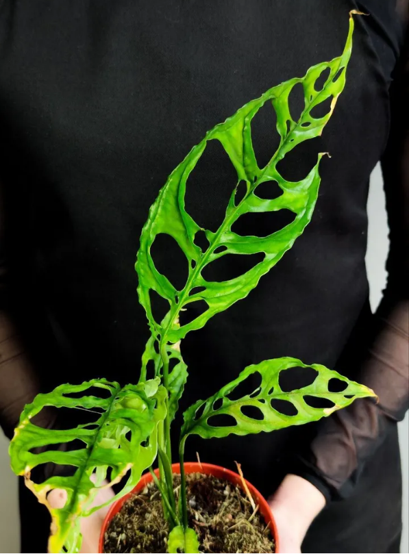 Monstera Obliqua 'Peru'
