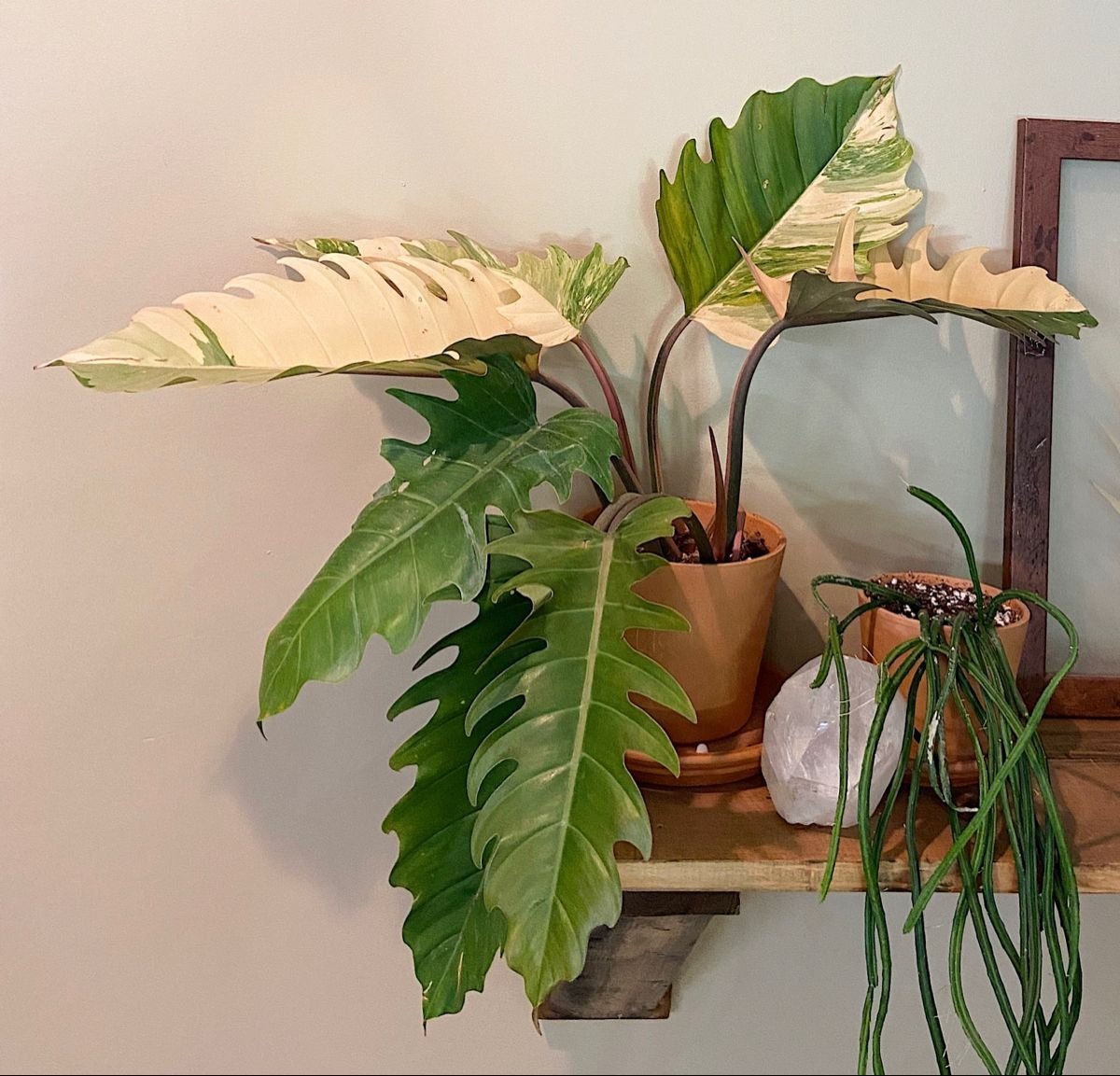 Philodendron Caramel Marble