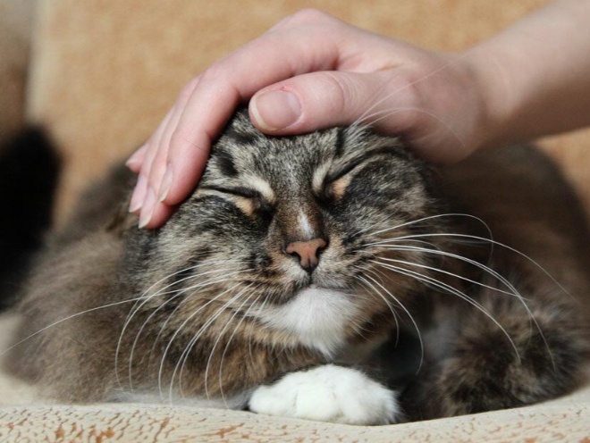 Что может случиться с кошкой, если ее долго не гладить