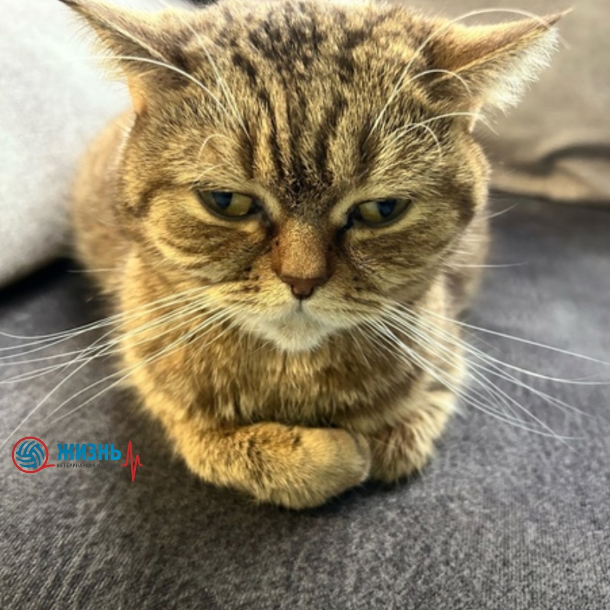 Кошка Мийя у которой диагностировали ФИП