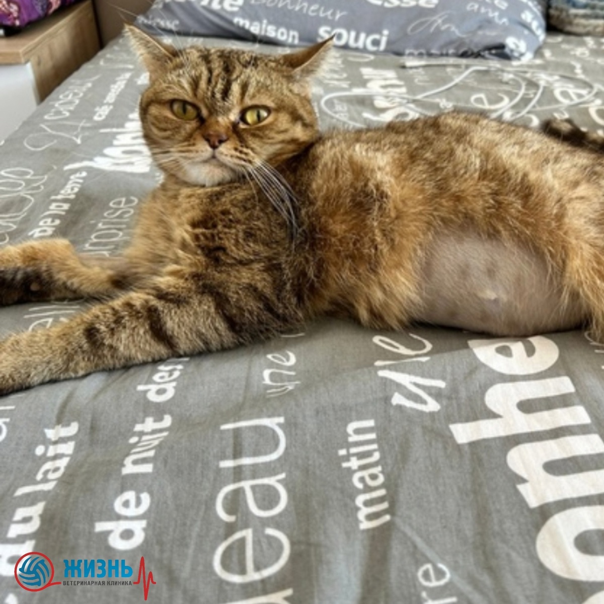 Вирусный перитонит у кошек можно вылечить.