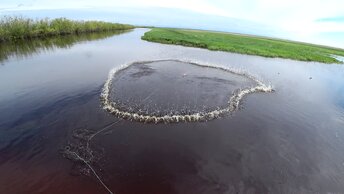 Нашли разливы. Пытаемся поймать рыбу.