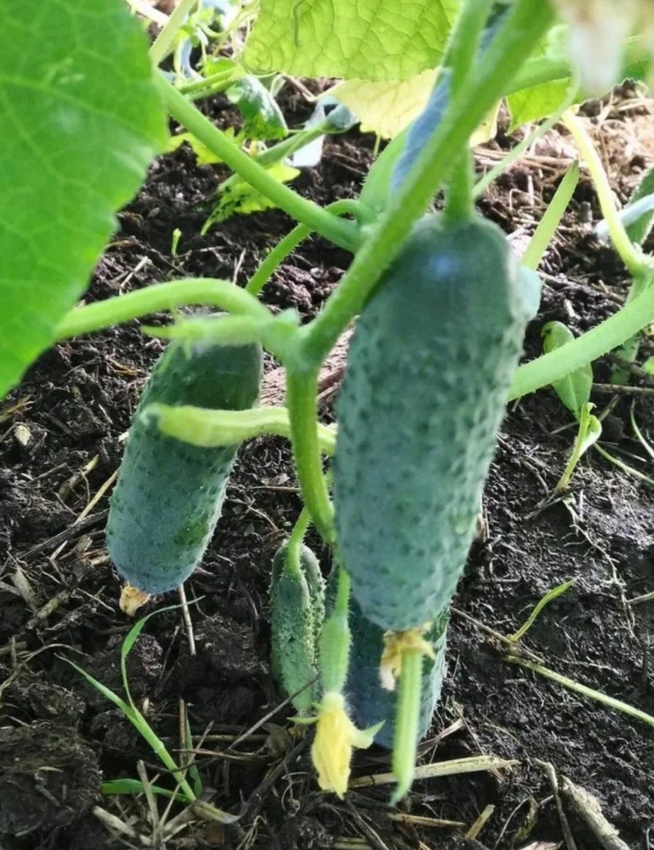 Cucumbers: Sweet, Refreshing Fruit to Grow in Your Garden Vertical vegetable gar