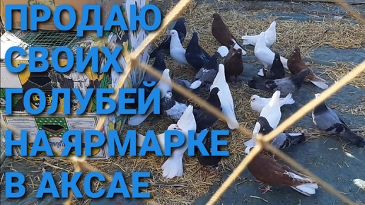 Продаю своих голубей на ярмарке в Аксае. Николаевские голуби.
