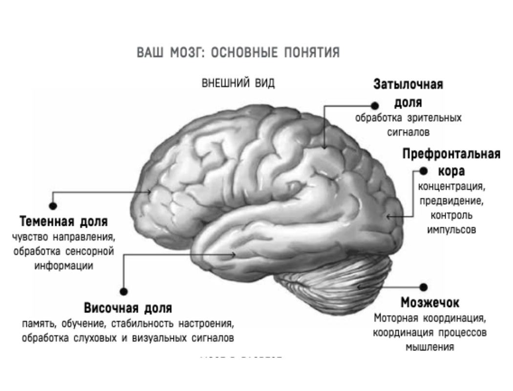 12 принципов здоровья мозга, которые изменят вашу жизнь | Shape | Дзен