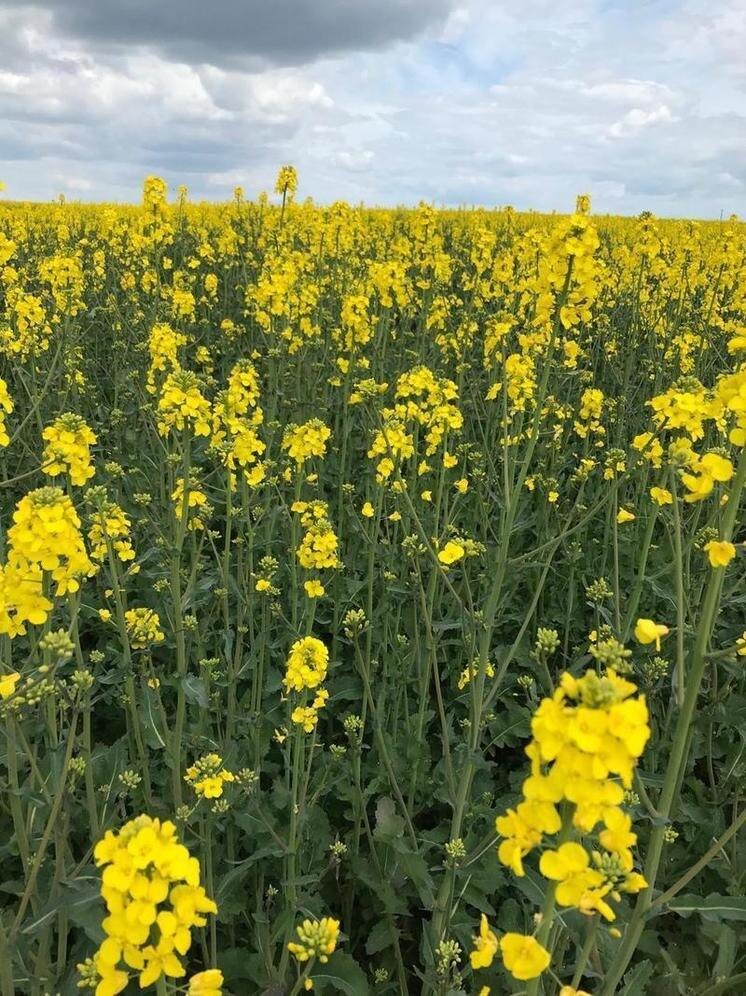     Фото: минсельхоз Калужской области