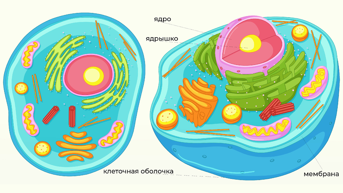 СТРОЕНИЕ КЛЕТКИ ОТ ШКОЛЫ "КУРС НА МЕД"