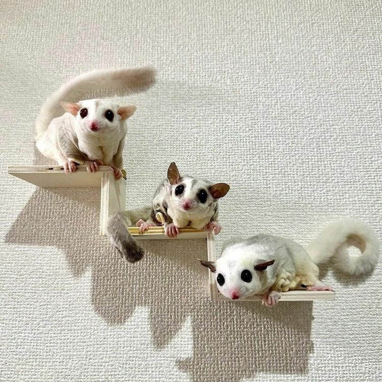 Источник: kinaco_soy_kala_sugarglider/insta