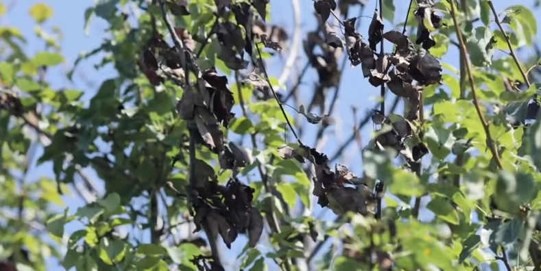 Бактериальный ожог на яблоне и груше