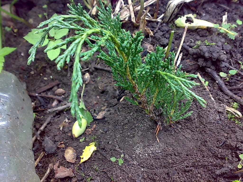 Укоренение черенков хвойных, можжевельник
