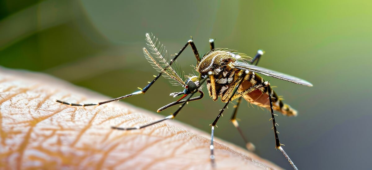 Для уничтожения комаров придуманы сотни способов, методов и специальных химических препаратов. Но мелкий кровосос и не думает сдавать свои позиции, третируя дачников каждый летний сезон.