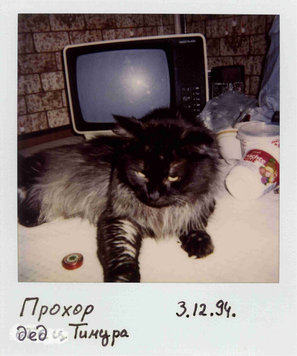 Этого кота нам представили, как отца котят. И только через год (при получении родословной) я узнала, что отцом котят был его сын. 