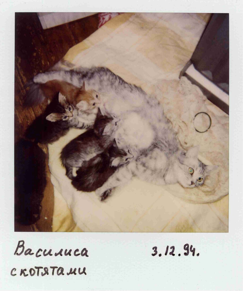 Василиса с котятами. Рыжий - подкидыш от подружки Василисы.