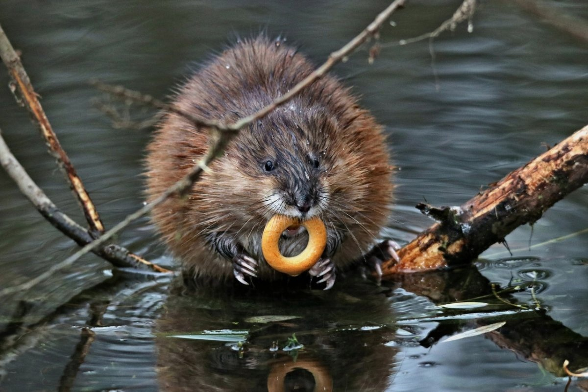 А мы тут плюшками балуемся! 