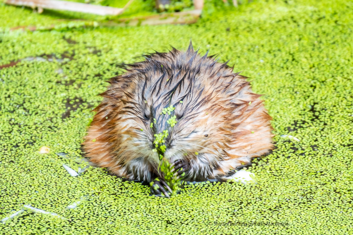 Я до душа: Блин, так не хочется идти мыться...
Я после душа: Гидросфера всегда была моим домом. Мне не нужно было выходить на сушу. 