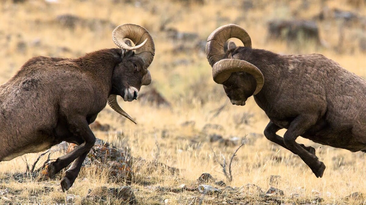 Муж и я в процессе милого домашнего общения 