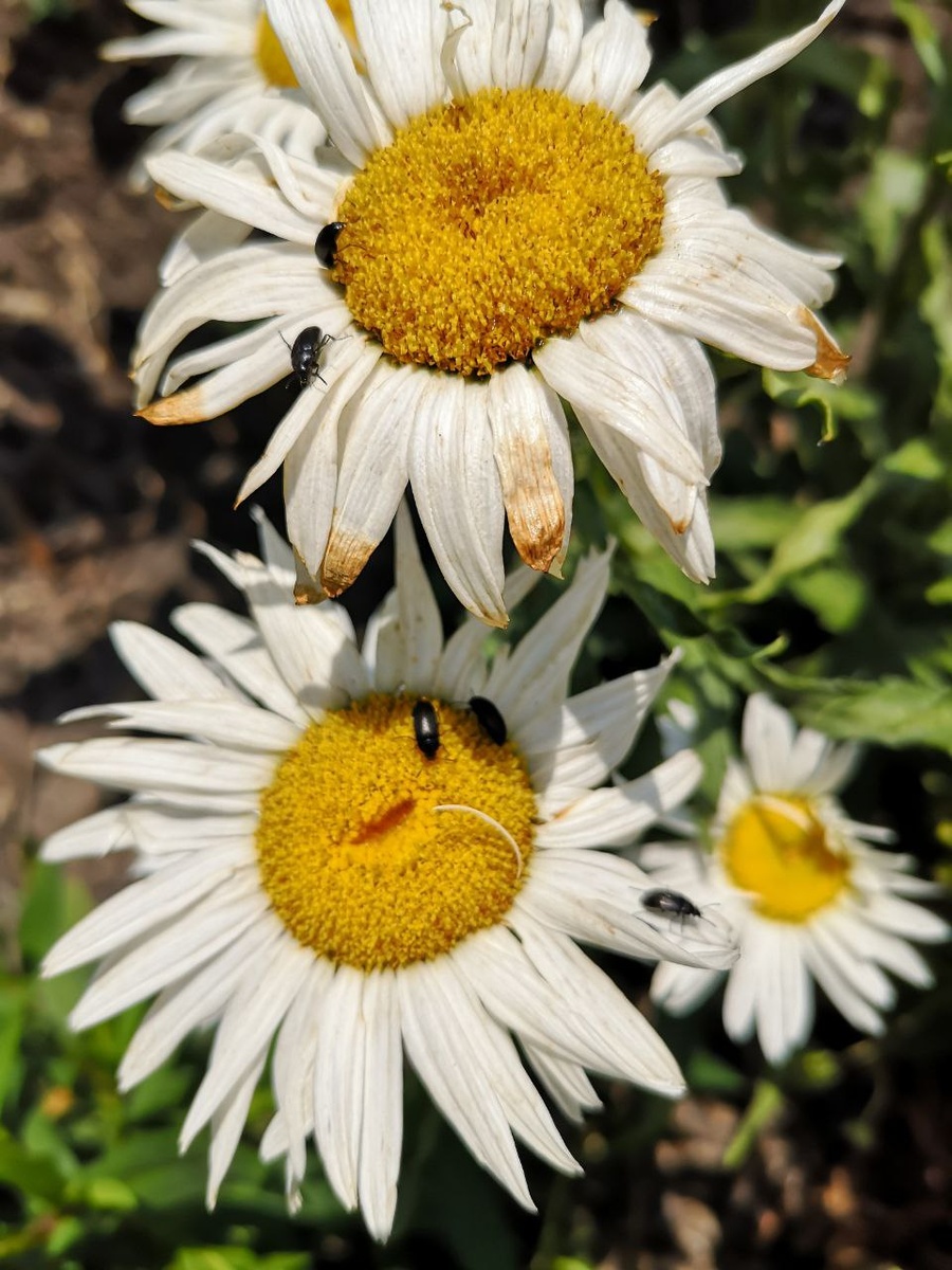 Жучки-пыльцееды на моей ромашке
