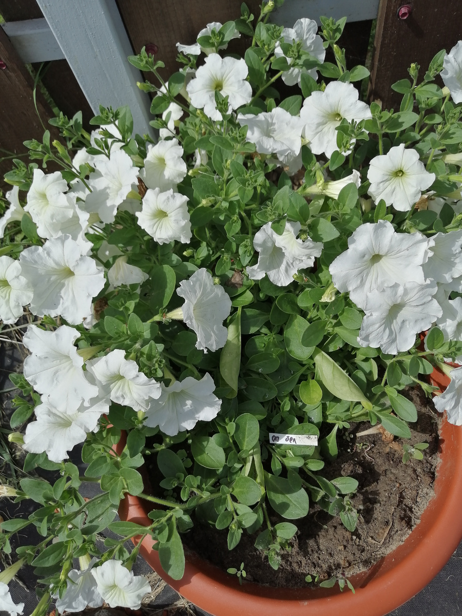 Опера White