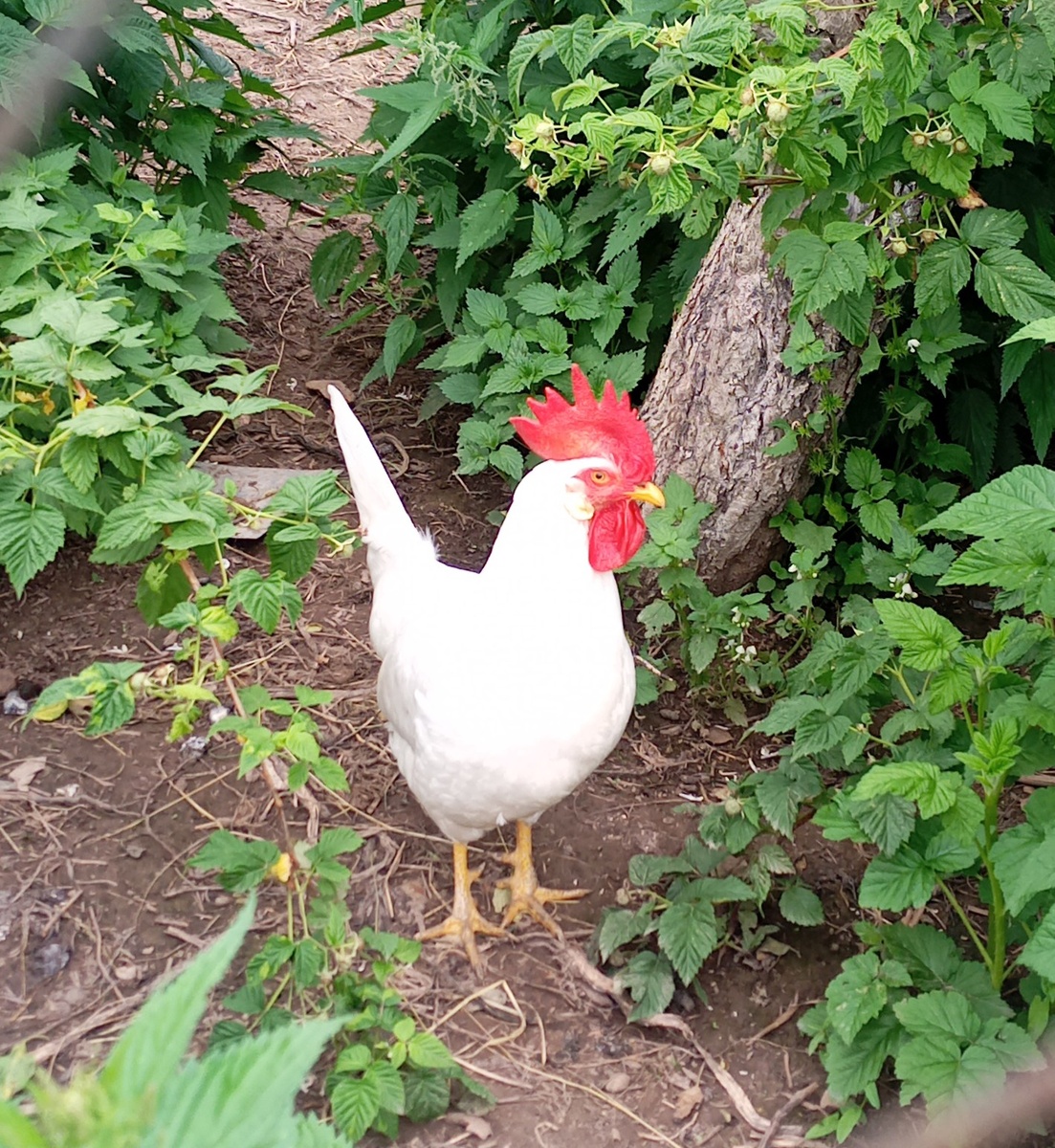 Курица-петух 
