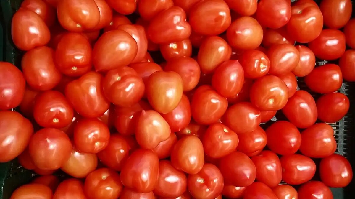 Фото:© Ольга Шульга / Glavagronom.ru На «Всероссийском дне поля» обсудили увеличение производства томатов