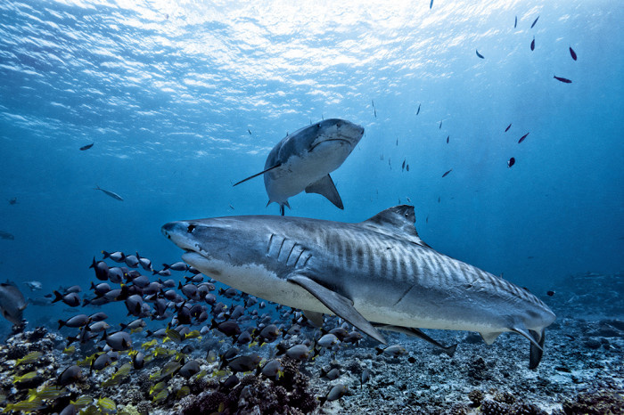 В мире немало мест, где риск встретиться с акулой довольно высок — например, Красное море, а также побережье Австралии, Гоа и Мальдив.-2