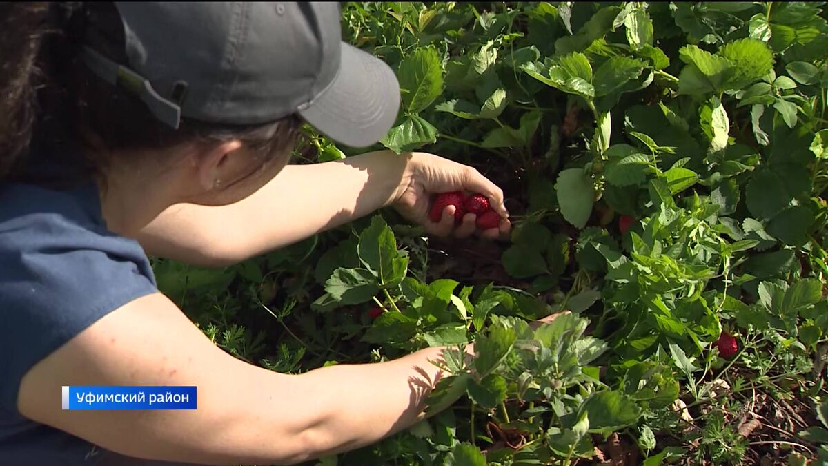    Плодопитомники Башкирии открыли сезон сбора клубники