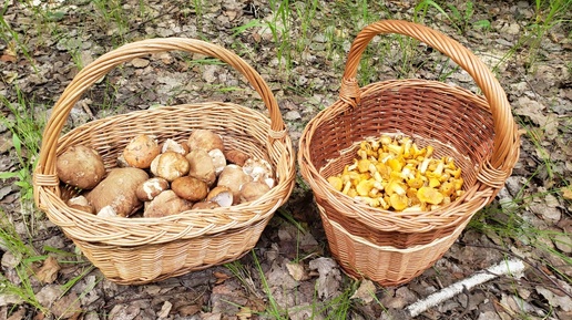Много белых грибов и лисичек можно набрать сейчас в Рязанской области. 21.06.2024 «Жабусяфильм» представляет