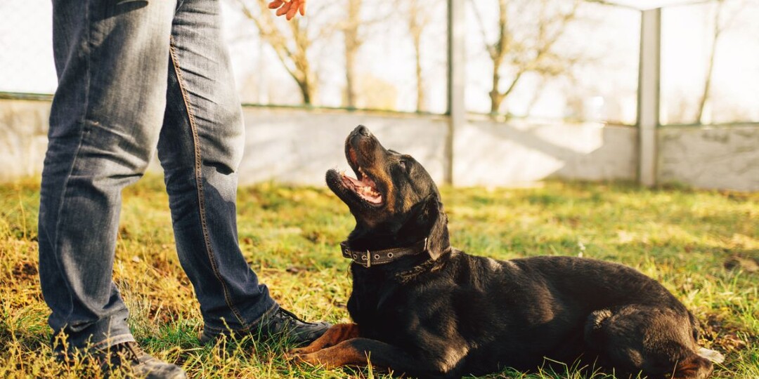 Как определить, кого собака считает хозяином в семье: простой тест с мгновенным результатом