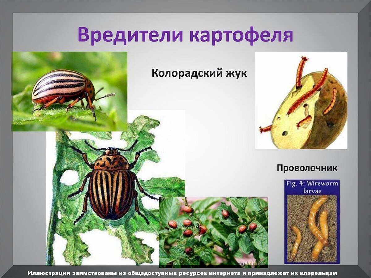 Картофельная моль phthorimaea operculella zell. Проволочник, майский жук. Колорадский жук ест картошку. Жук проволочник в картошке. Жук червяка проволочника.