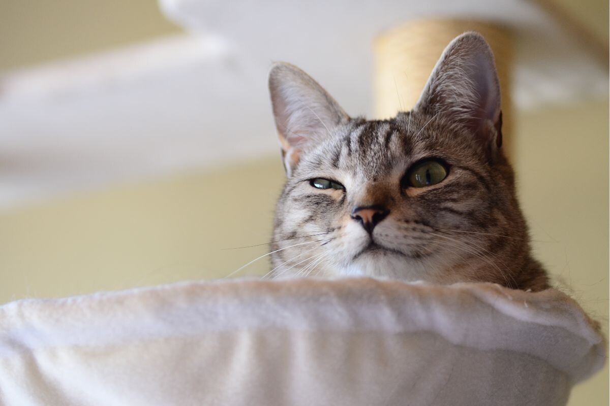 Недоверчивый котик