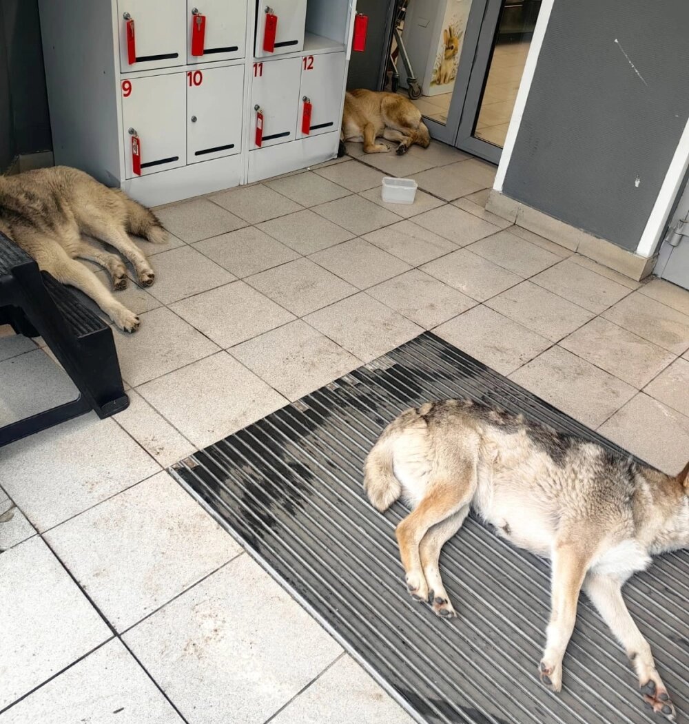    Животные спокойно отдыхают в фойе супермаркета Фото: Из личного архива Маргариты Скачковой