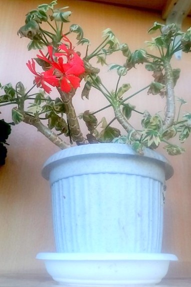 Вот он, бедолага.