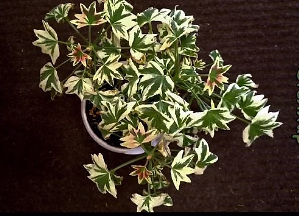 Таким красавцем он был осенью.