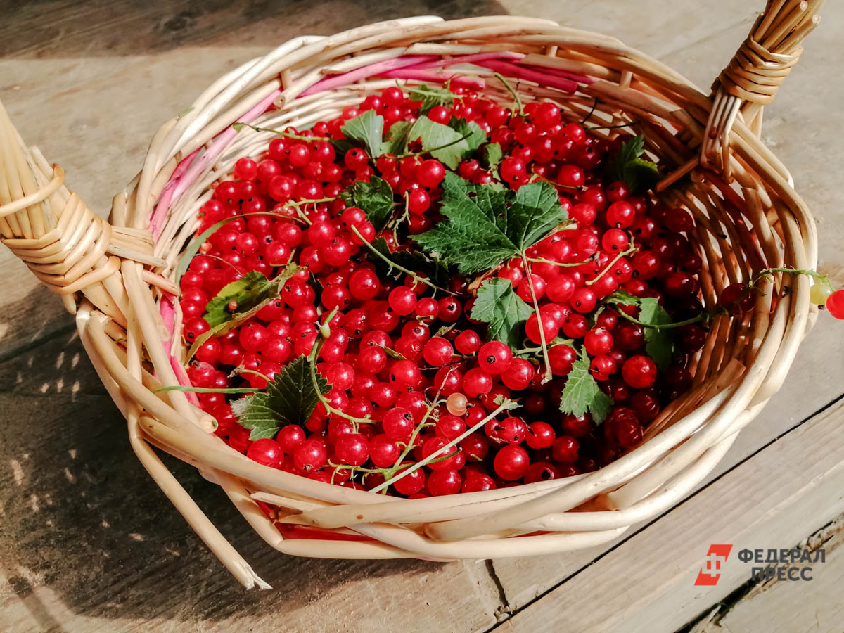 Красная смородина более нежная, рассказала врач.  Фото: Фото: ФедералПресс / Елена Майорова