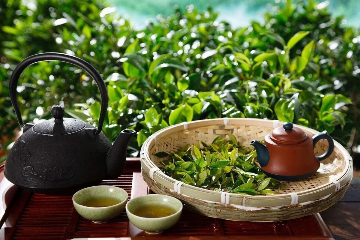            В настоящее время популярность китайской культуры, языка и чая набирает свои обороты.