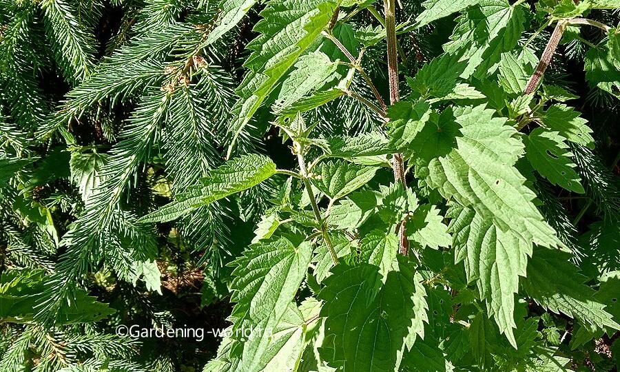 Настой крапивы — удобрение и защита: где и как правильно использовать