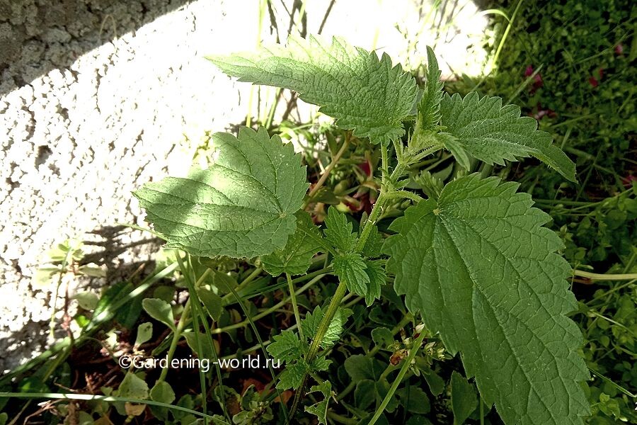 Используйте любую часть крапивы до того, как она зацветет.