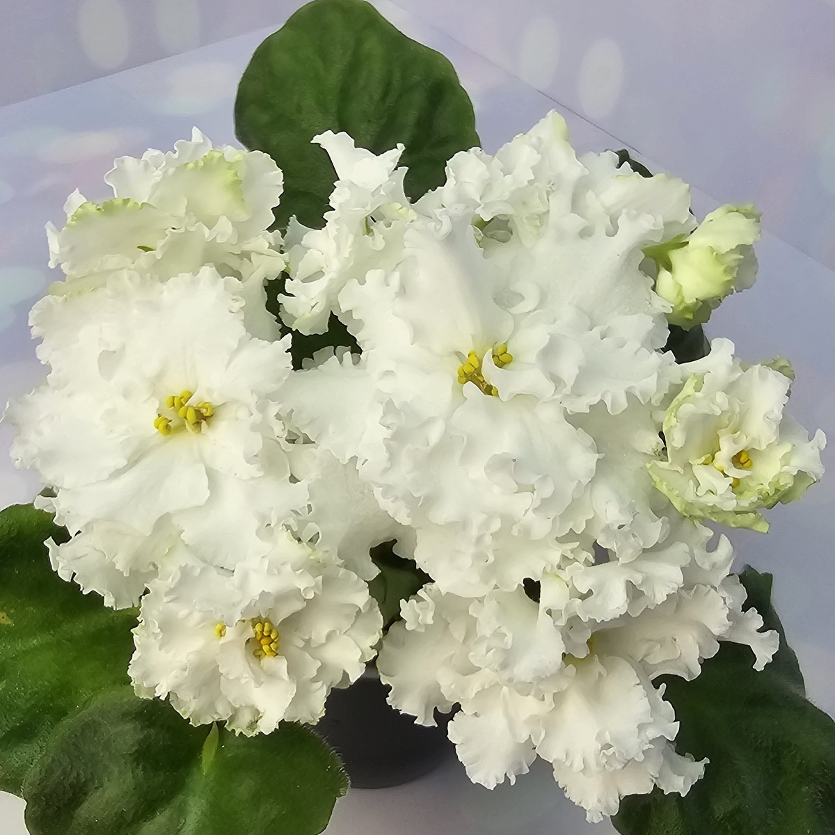 РМ-Королевские Кружева