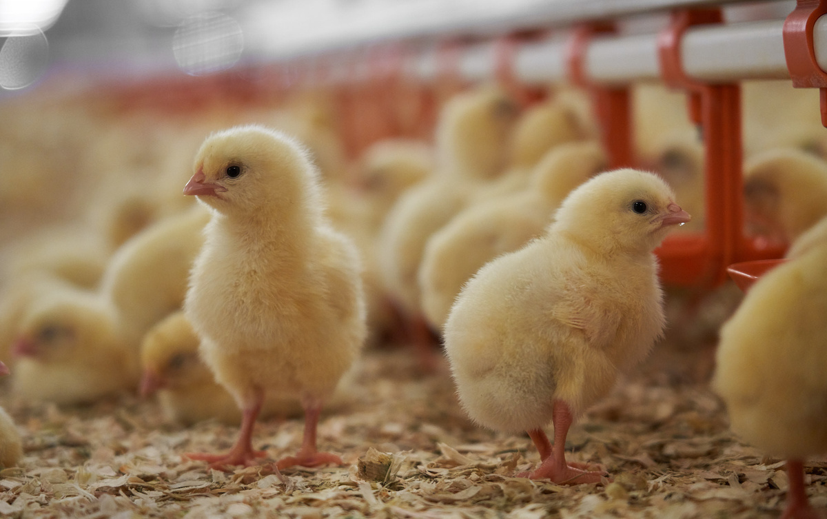 продающий текст