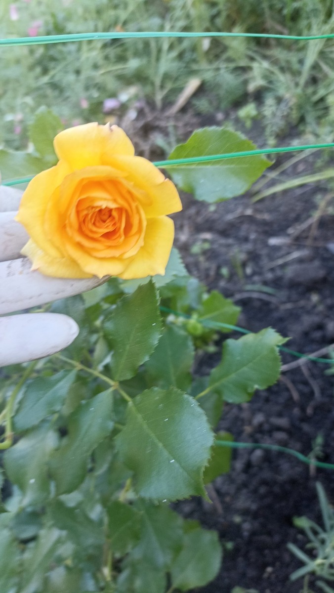 У мамы роза зацвела, которую мы весной покупали 😍